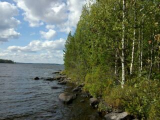 Kesäinen metsä reunustaa järveä ja laaja järvenselkä jatkuu horisonttiin. Rantavedessä on kiviä.