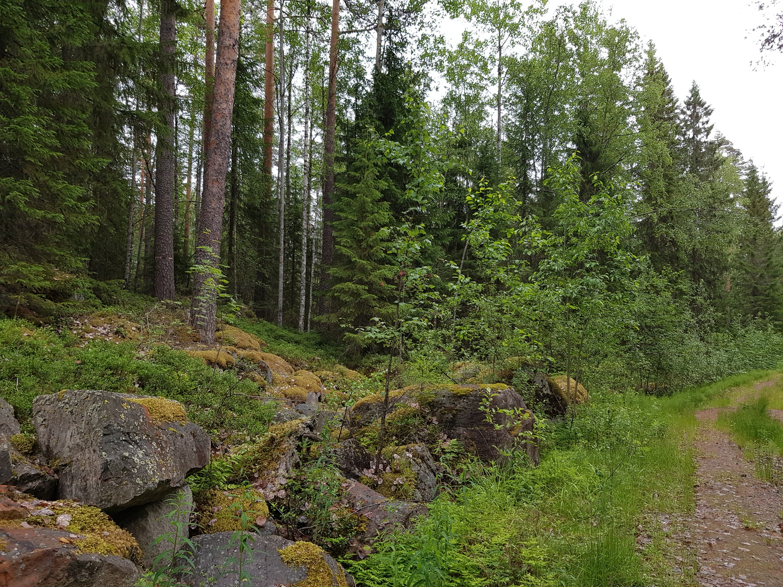 Oikealla kulkevaa tonttitietä reunustaa kivikko ja havupuuvaltainen sekametsä.