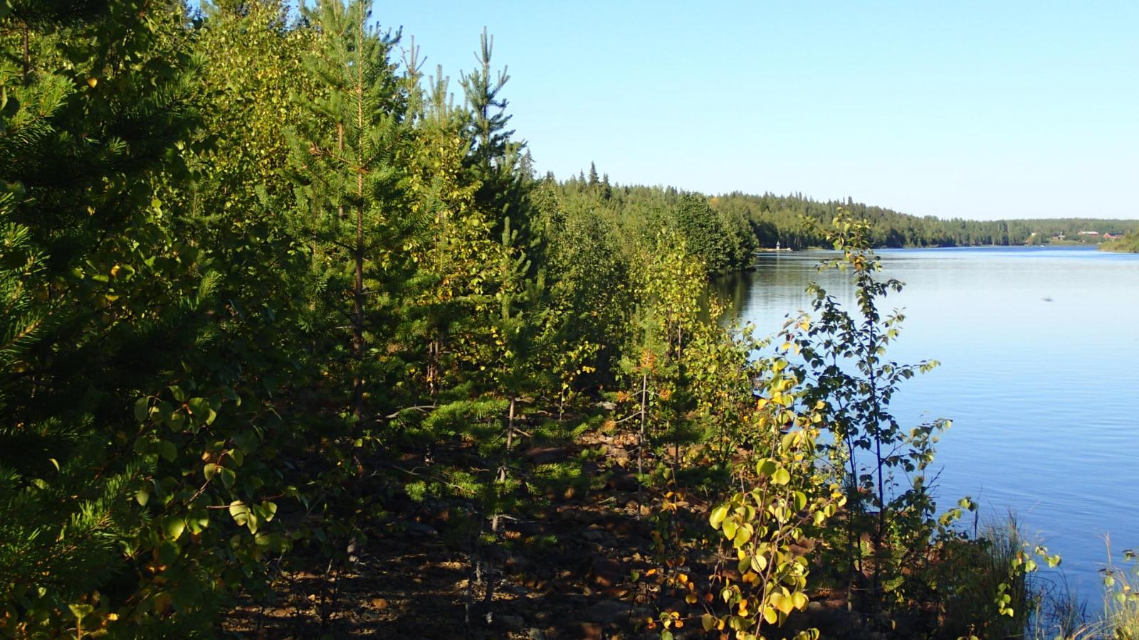 Sekametsä alkaa heti joen rannasta.