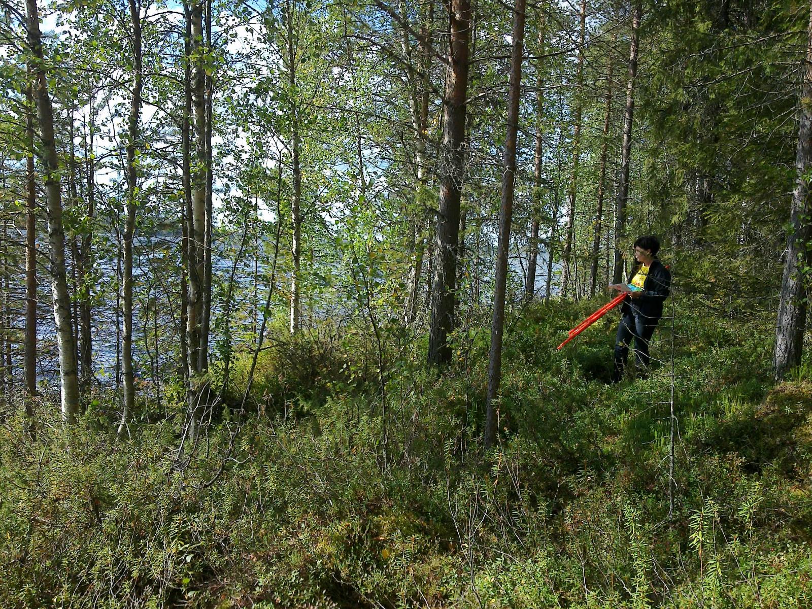 Henkilö kulkee sekametsässä rannan tuntumassa. Puiden takana häämöttää järvi.