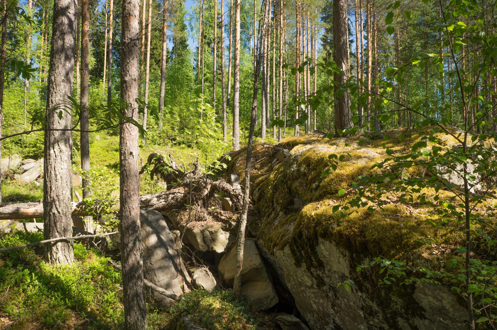 Tontilla kasvaa vehreä mäntyvaltainen sekametsä. Etualalla suuri sammalpeitteinen kivenlohkare.