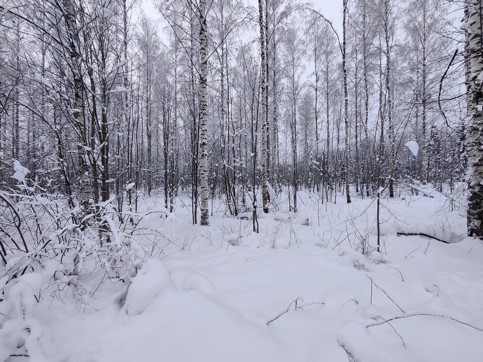 Talvisessa maisemassa koivuvaltainen sekametsä on lumen peitossa.