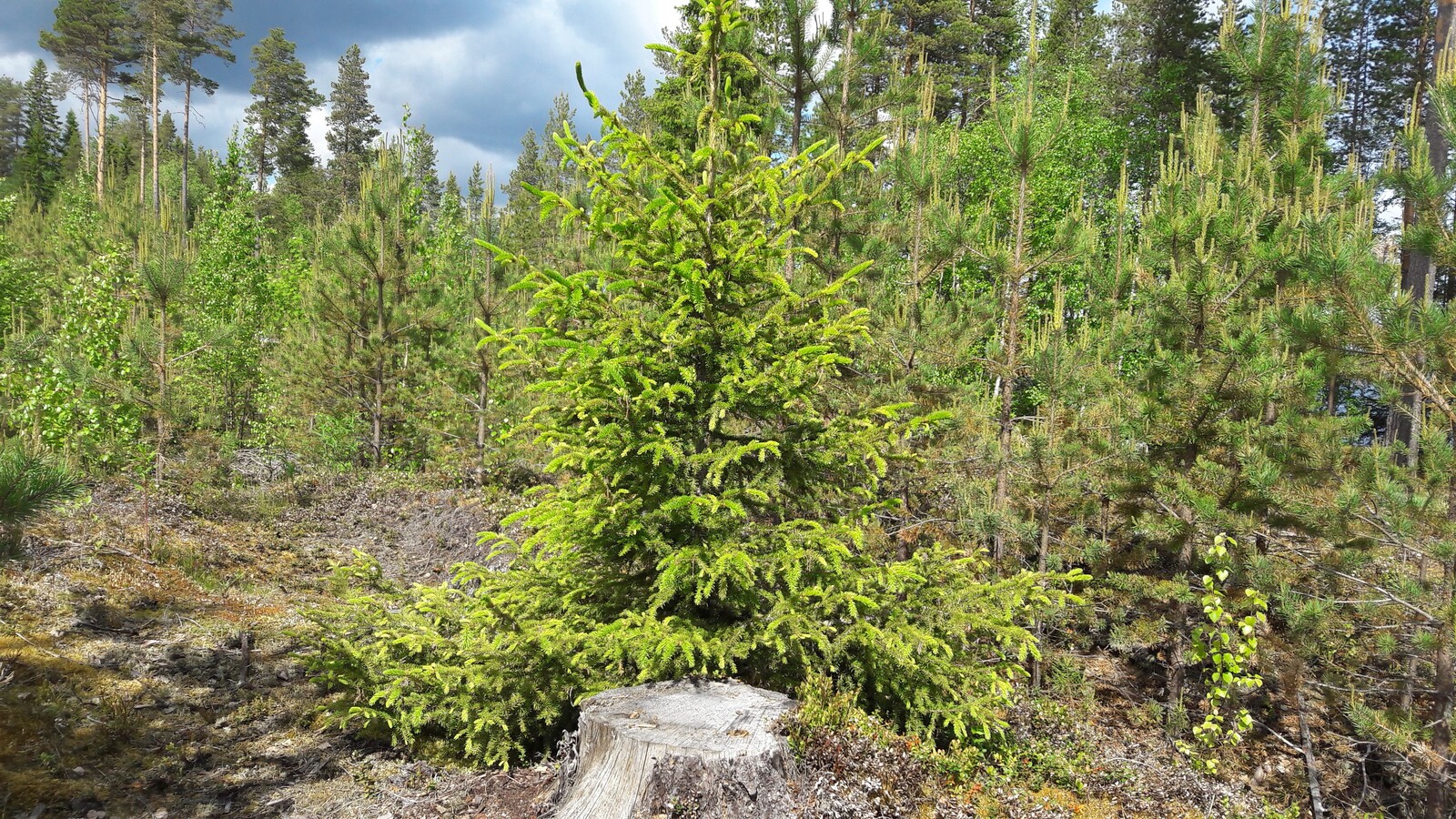 Kesäisessä taimikossa kasvaa mäntyjen lisäksi koivuja ja kuusia.