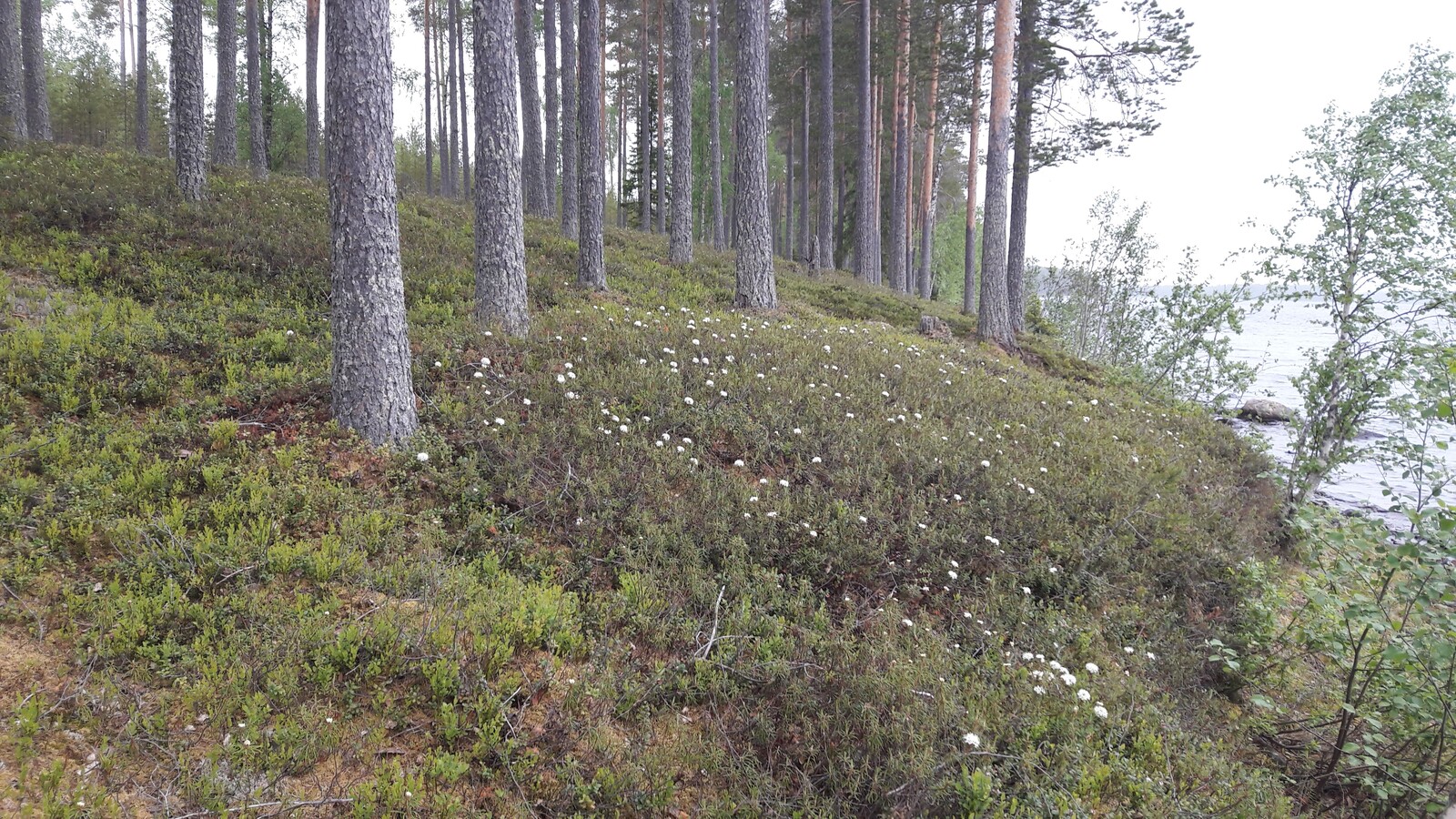 Mäntymetsä kasvaa loivassa rantaan laskeutuvassa rinteessä. Suopursut kukkivat.