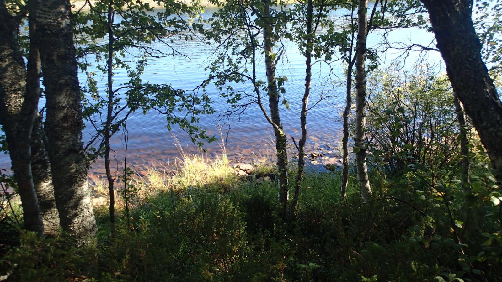 Rannassa kasvavien koivujen ja pajujen takana on kesäinen jokimaisema.