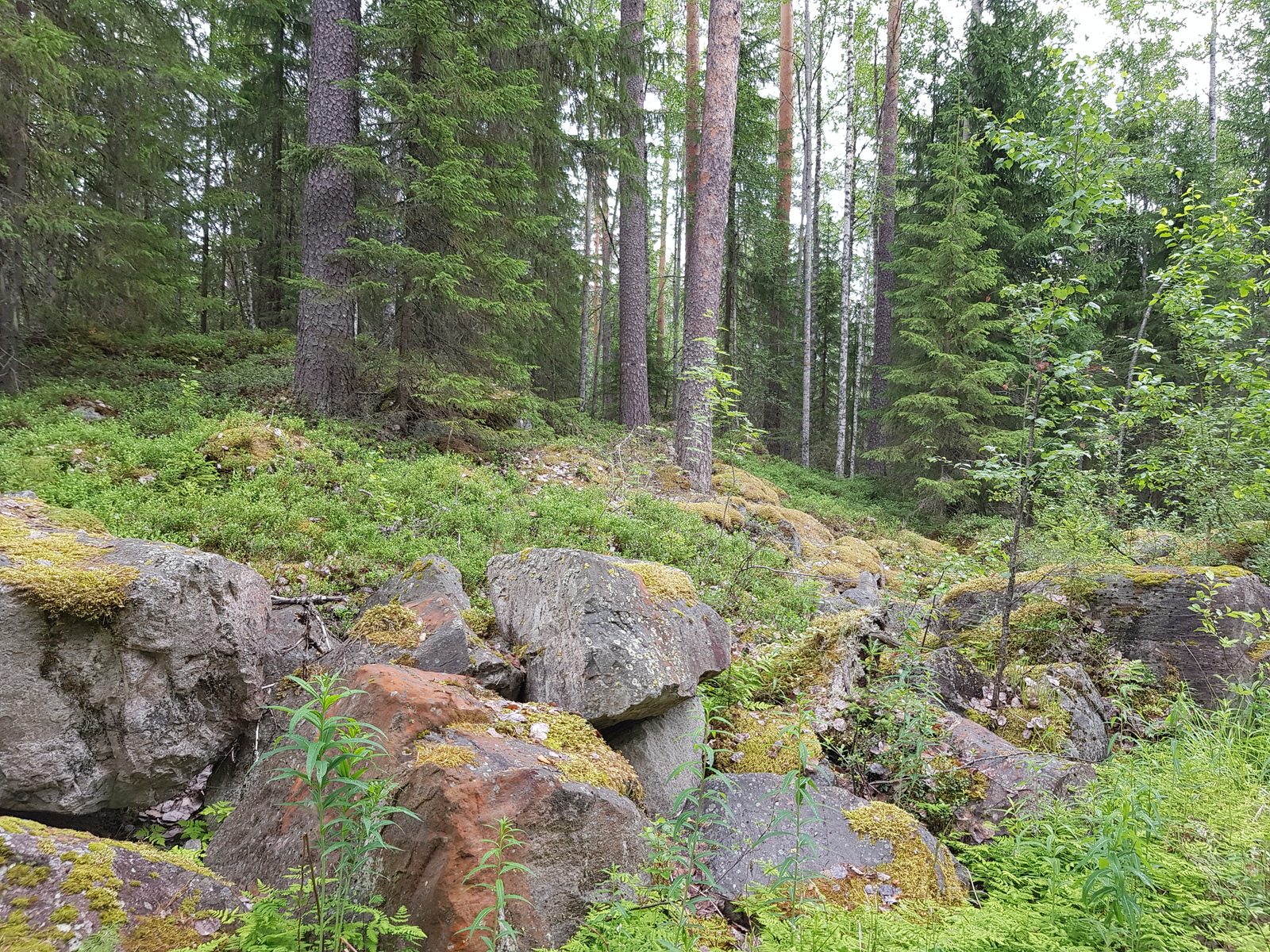 Havupuuvaltaisessa sekametsässä on suurehkoja kivenlohkareita rinteessä.