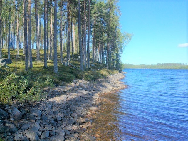 Avara mäntykangas reunustaa kesäistä järvimaisemaa. Rantaviiva on kivinen.