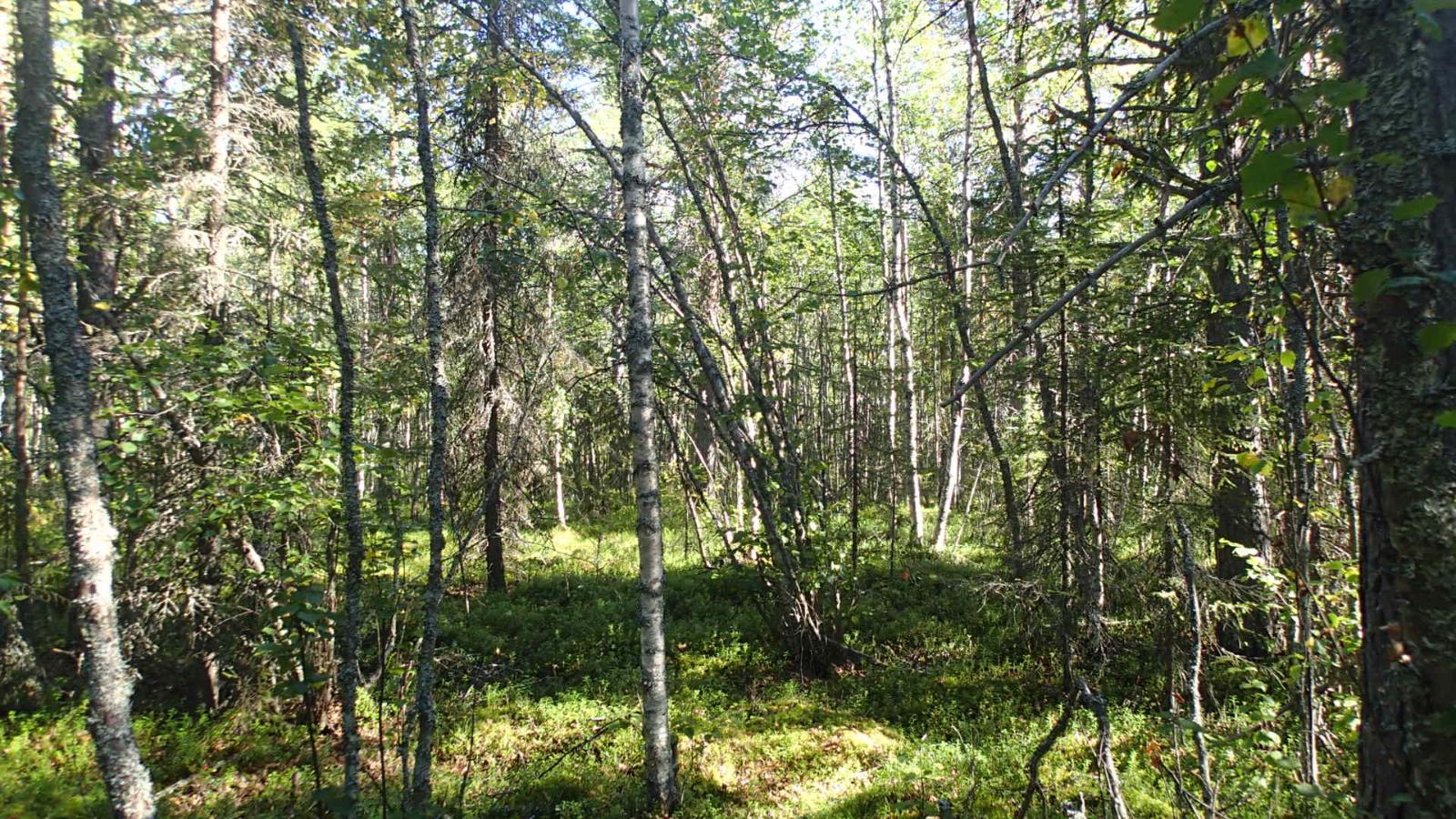 Kesäisessä sekametsässä kasvaa mäntyjä, kuusia ja koivuja.