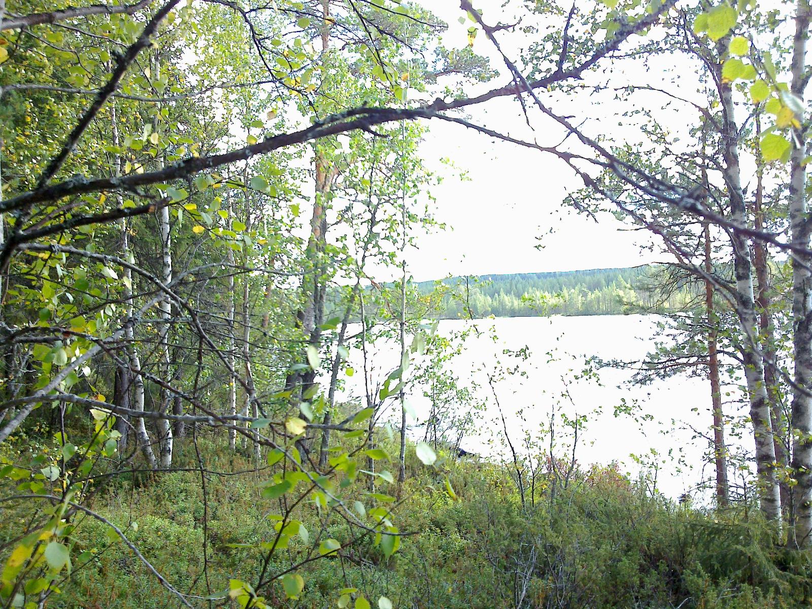 Rannassa kasvavien koivujen takana avautuu järvimaisema.