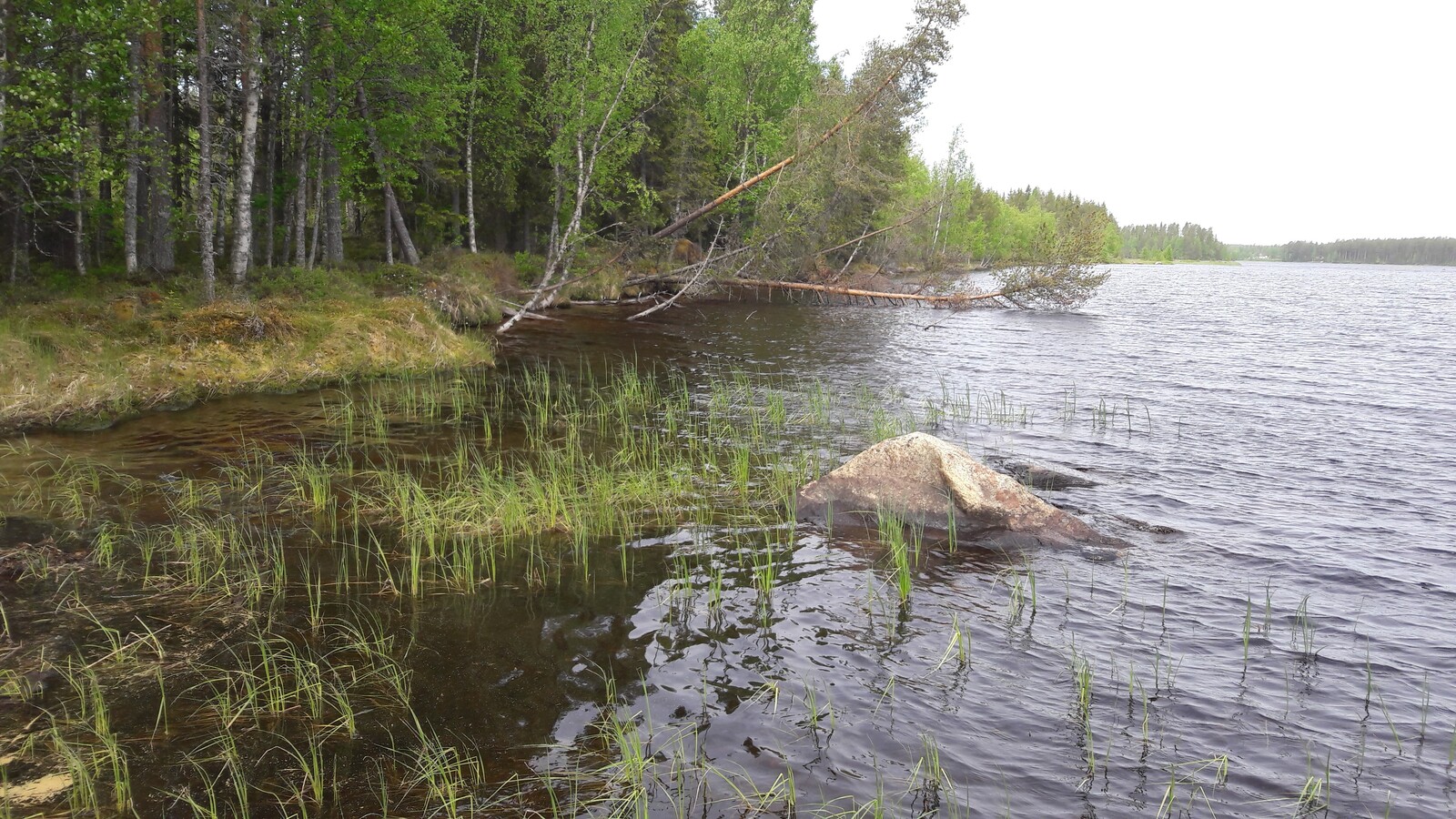 Kesäinen sekametsä reunustaa järveä. Etualan rantavedessä on kiviä ja vesikasveja.