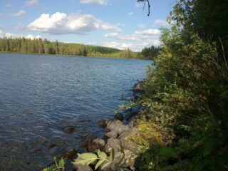 Kivisessä rantaviivassa kasvavan pajukon vierestä avautuu kesäinen järvimaisema.