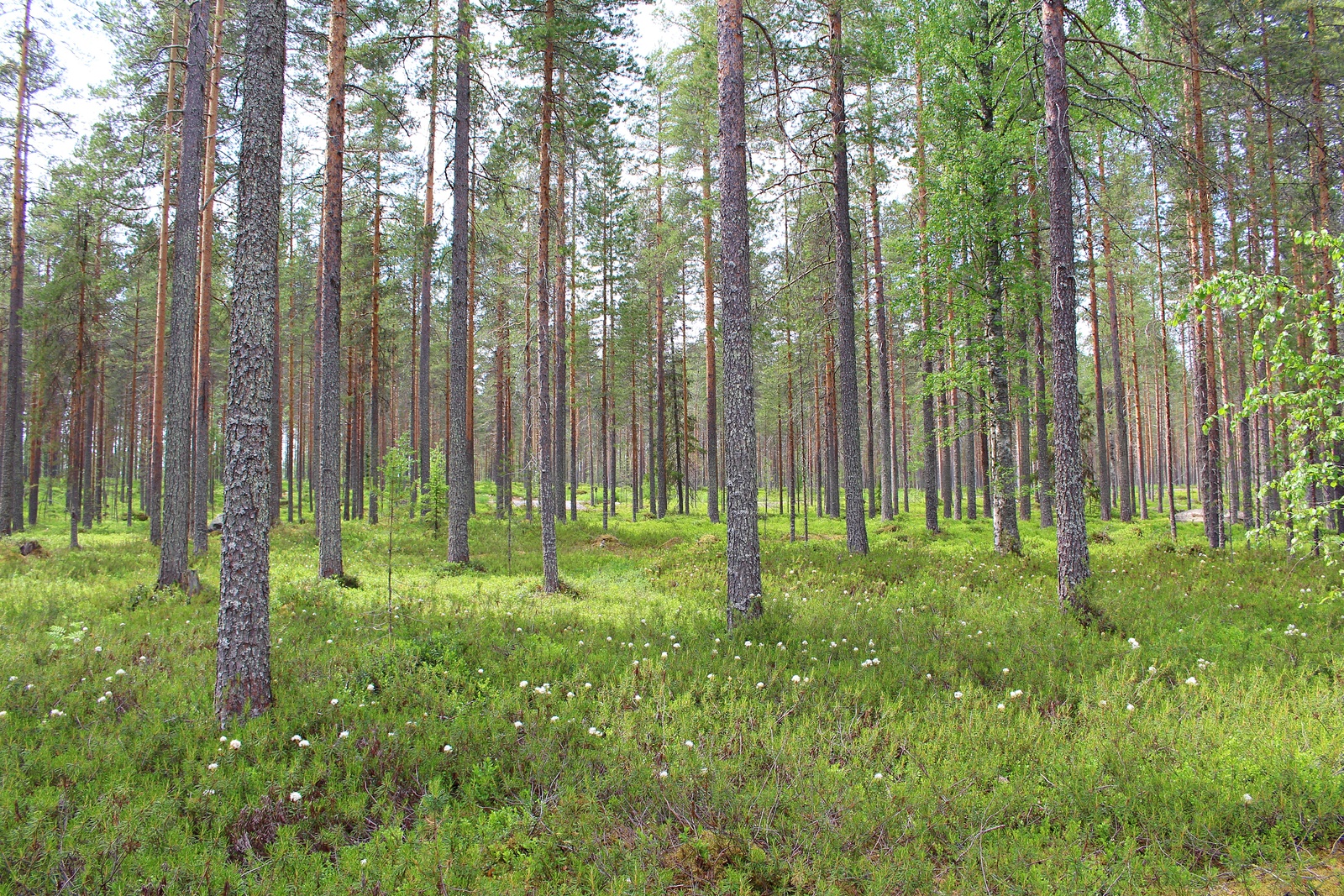 Avarassa mäntyvaltaisessa metsässä kasvaa myös kuusia ja lehtipuita. Suopursut kukkivat etualalla.