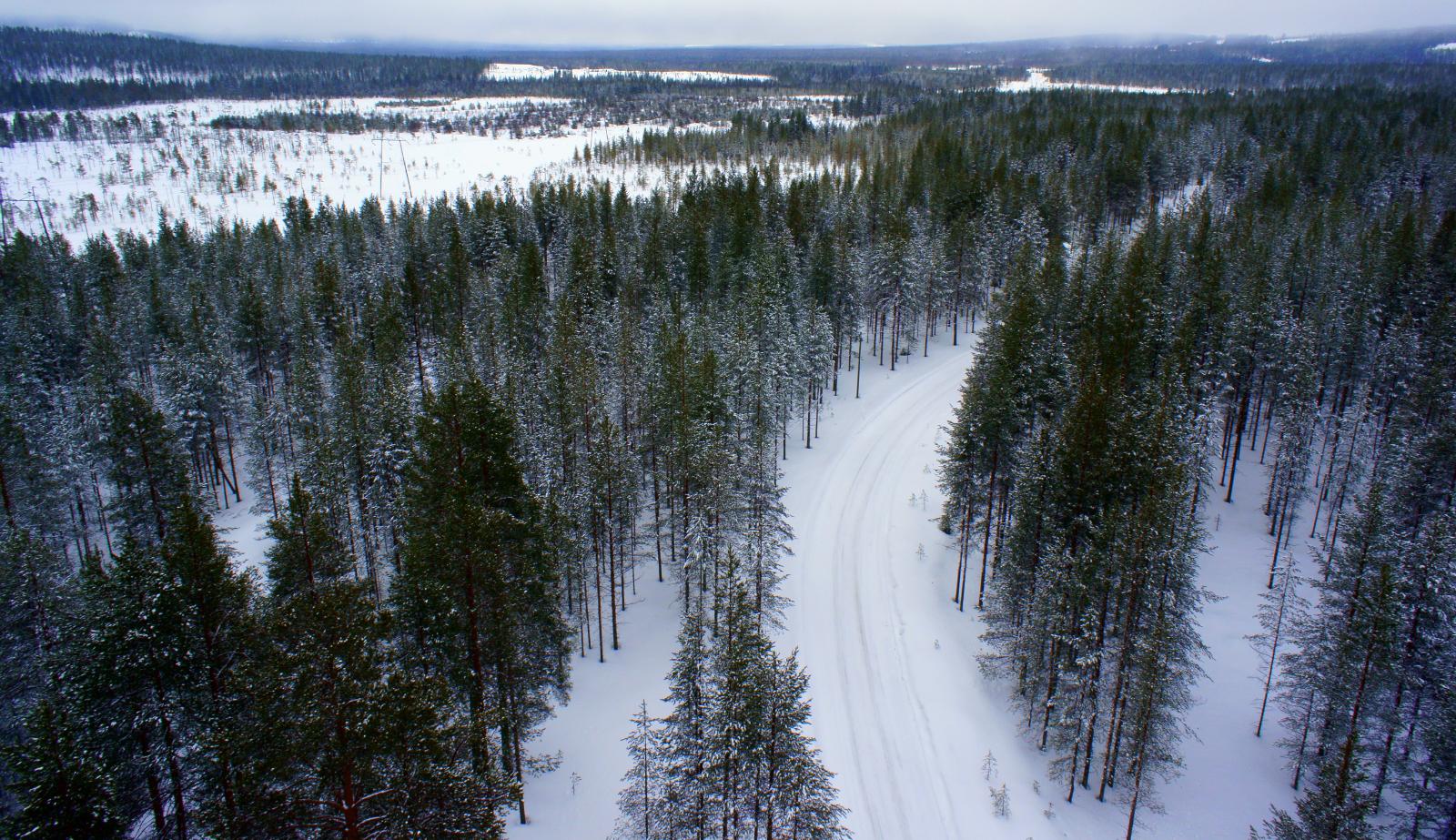 Talvipolku kaartaa lumipeitteisessä havumetsässä. Horisontissa on suoalueita. Ilmakuva.