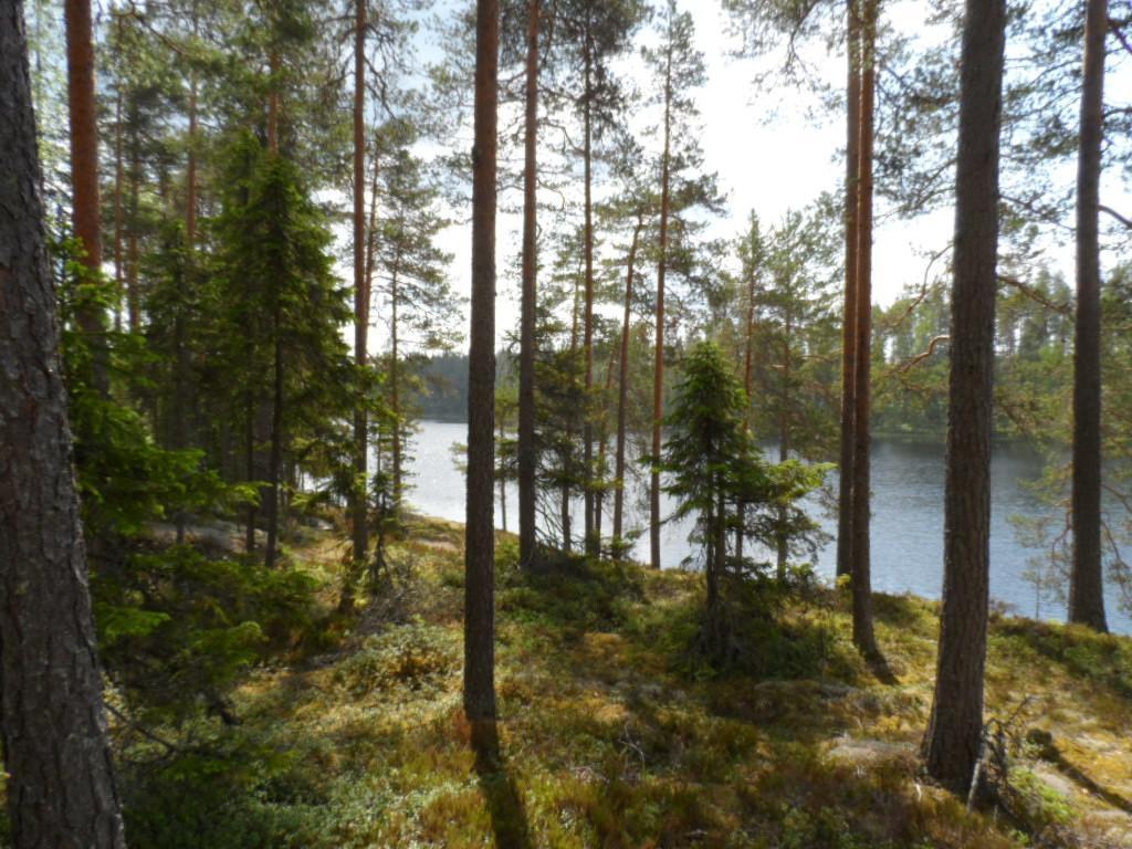 Rannan tuntumassa väljästi kasvavien havupuiden takana avautuu järvimaisema.