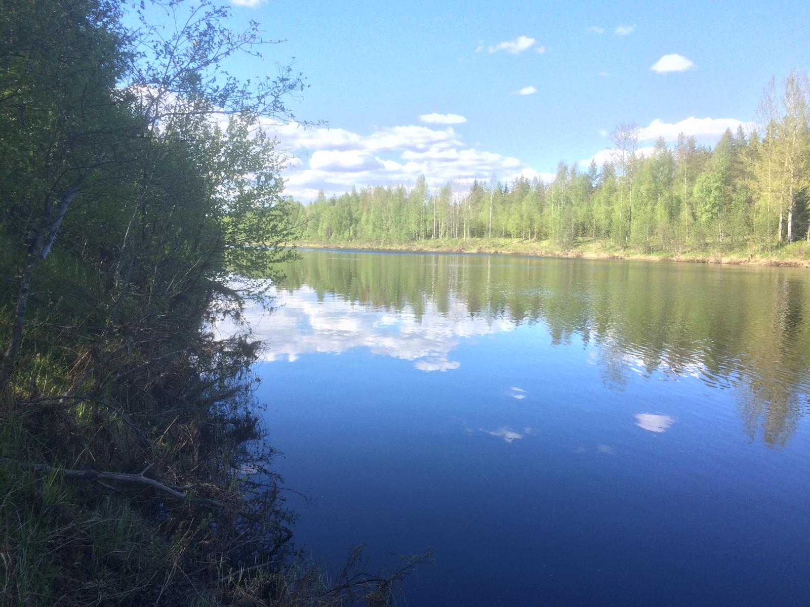 Vastarannan metsä ja lähes pilvetön taivas heijastuvat joen tyyneen pintaan. Etualalla rantapuita.