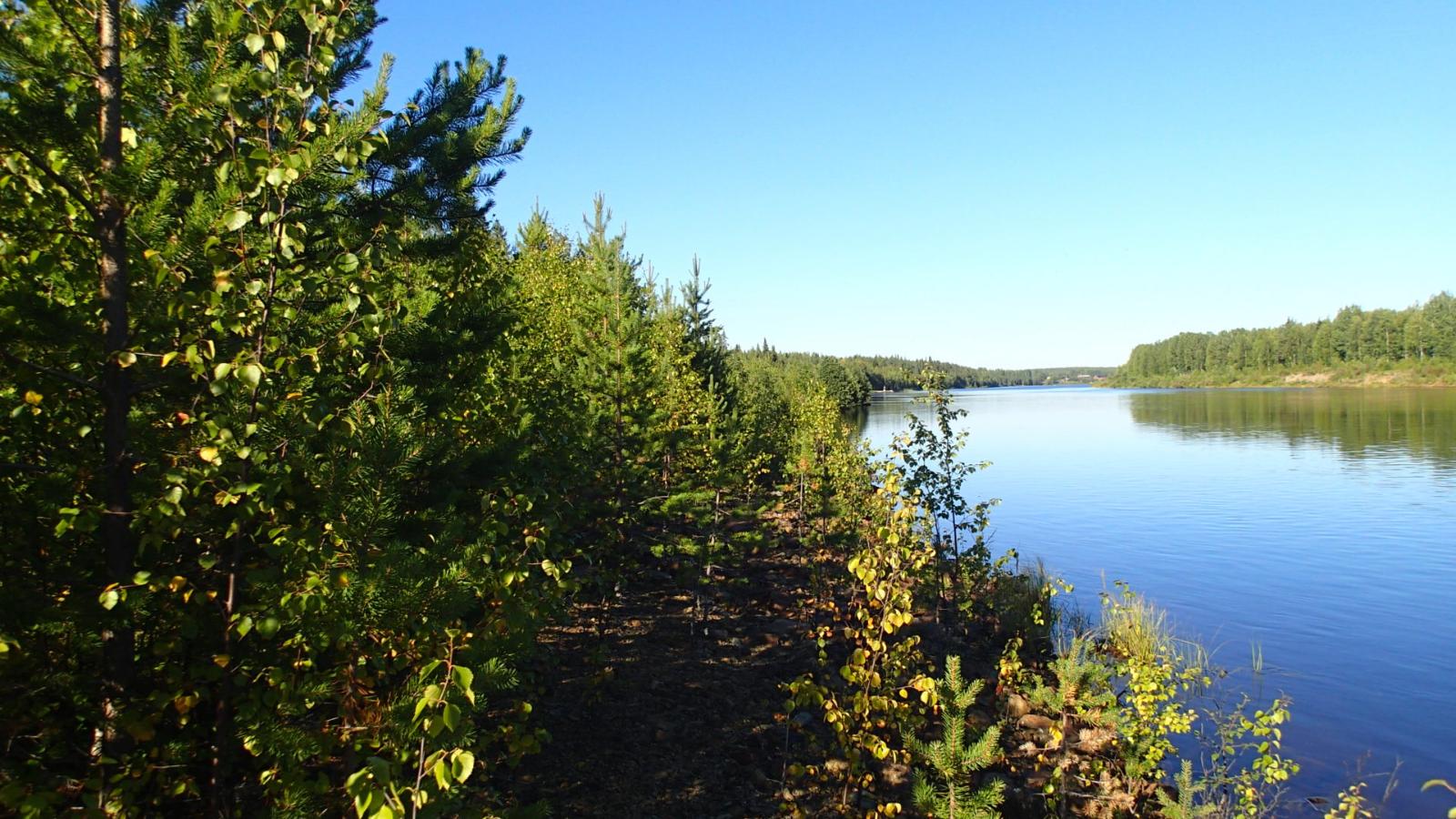 Metsä alkaa heti joen rannasta. Horisontissa häämöttää rakennuksia joen varrella.