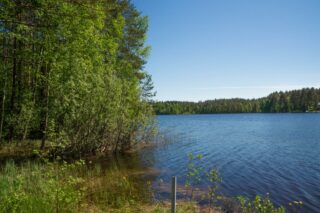 Tontin rannassa kasvaa vehreää sekametsää. Taivas on pilvetön.