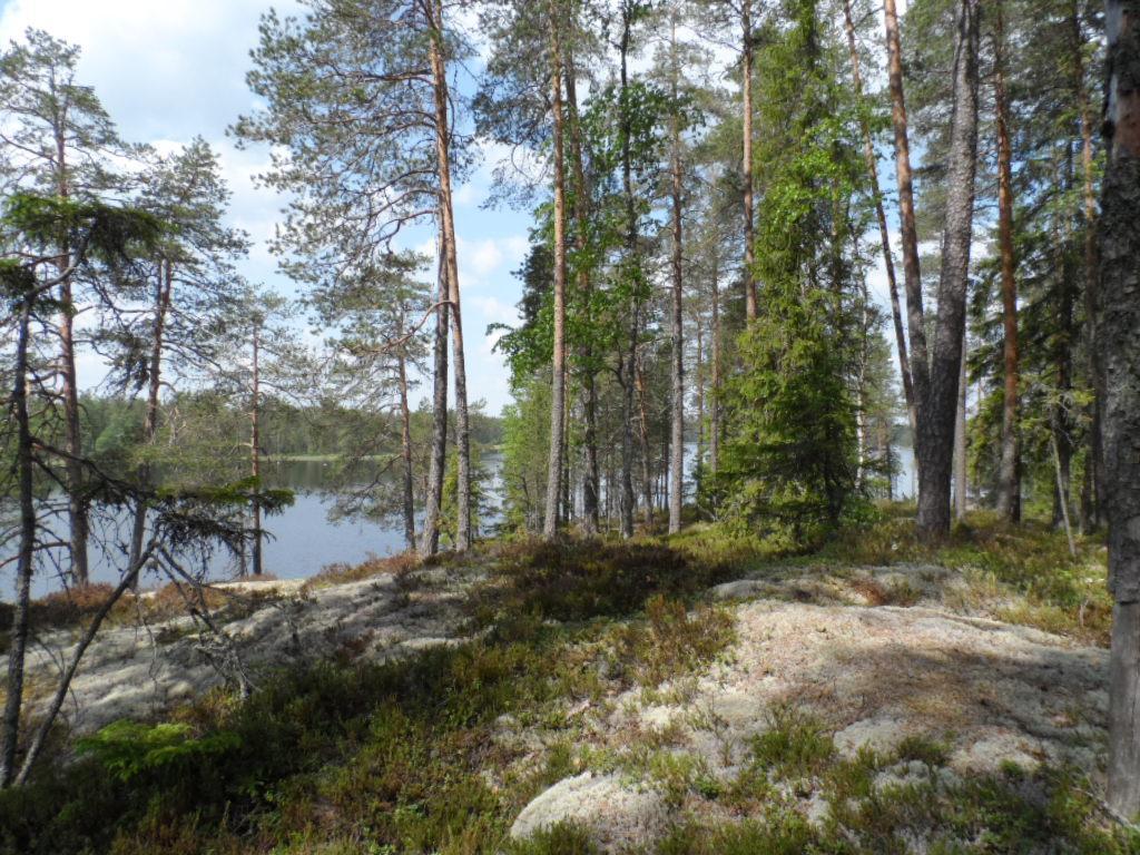 Rannan tuntumassa kasvavien havupuiden takana avautuu järvimaisema. Edessä kalliolla kasvaa jäkälää.