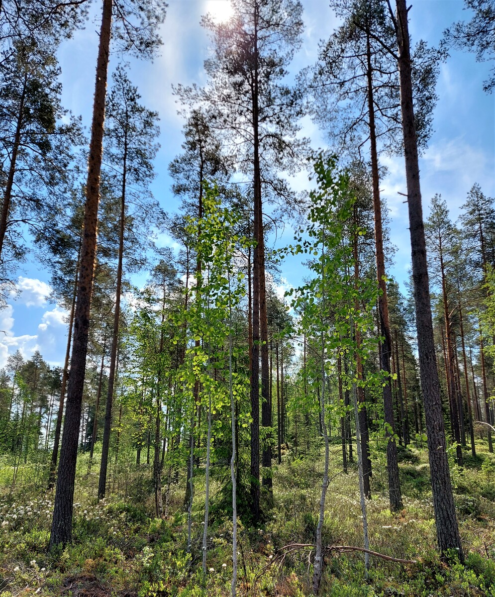 Kangasmetsää