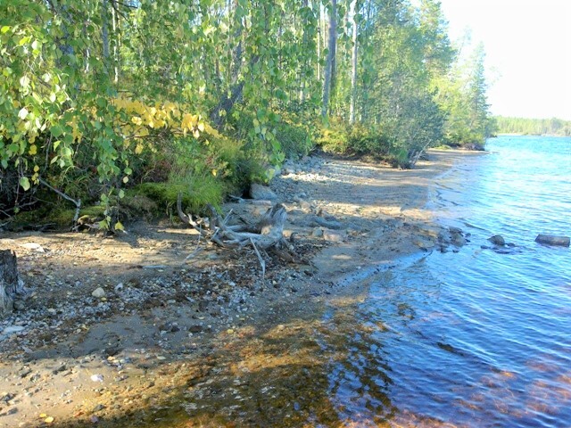 Kesäinen sekametsä reunustaa hiekkarantaista järveä.