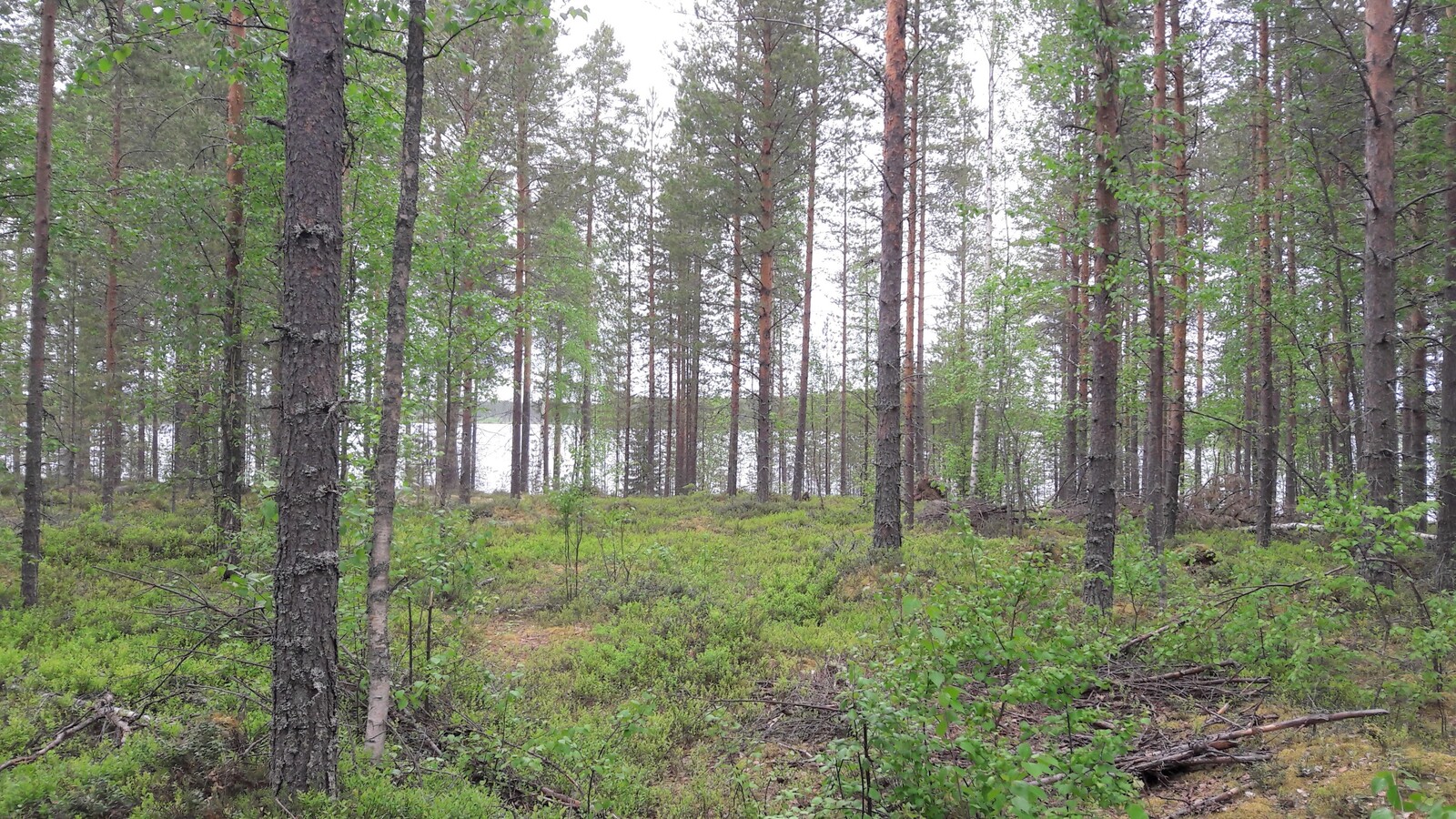 Mäntyvaltaisessa metsässä kasvaa myös koivuja. Taustalla häämöttää järvi.