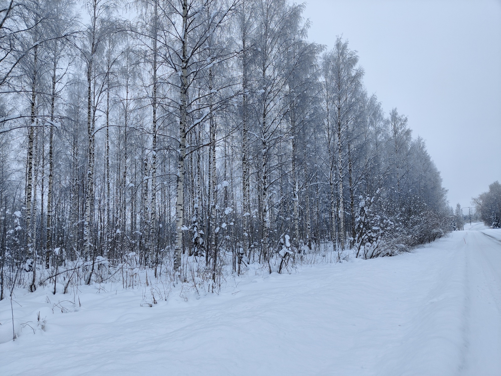 Talvisessa maisemassa koivuvaltainen sekametsä reunustaa tietä.