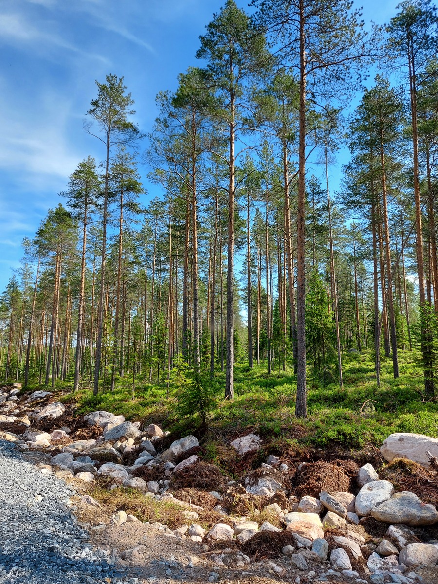 Tien oikealla puolen kangasmetsää ja tontti