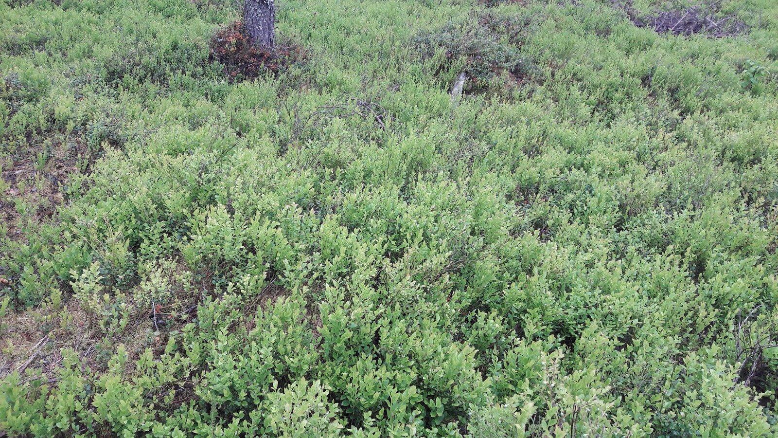 Metsän kenttäkerroksessa kasvaa tiheästi mustikanvarpuja.