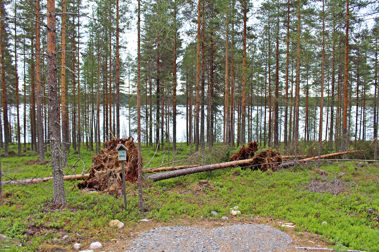 Mäntymetsässä on kaatuneita puita. Etualalla on tonttiliittymä ja taustalla häämöttää järvi.