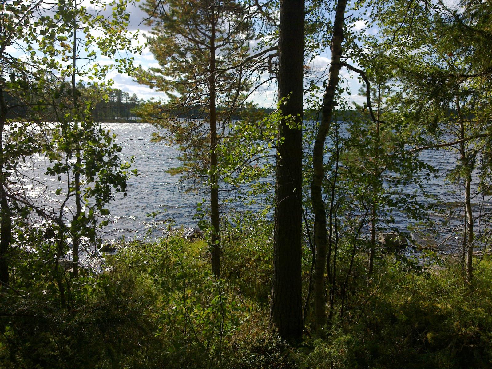 Tontin rannassa kasvavien puiden takana avautuu järvimaisema. Vesi kimmeltää auringonvalossa.