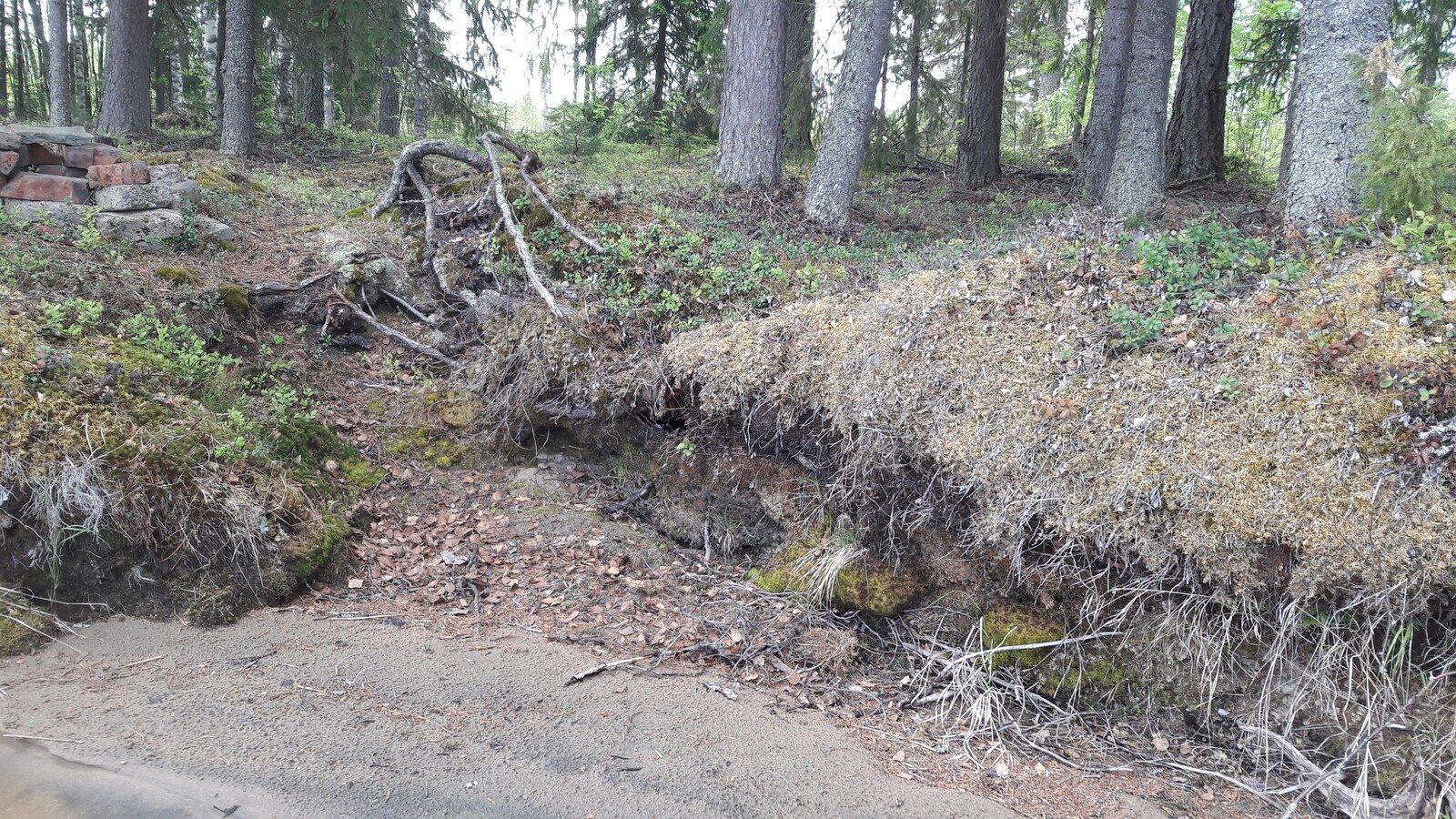 Havupuut kasvavat rantatörmällä, josta on pieni pudotus hiekkarannalle.