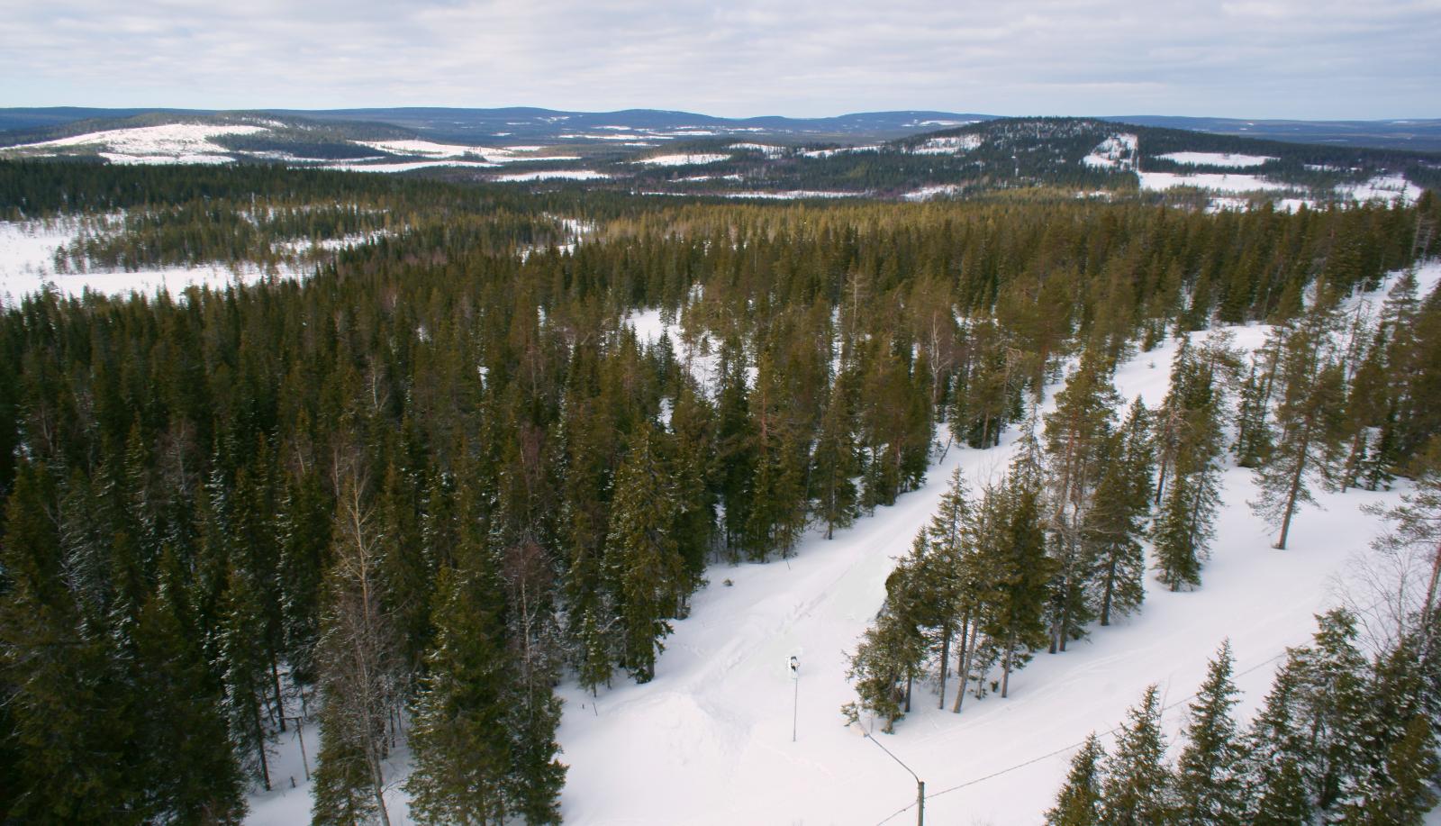 Lumipeitteisessä metsässä kulkee uria. Horisontissa kohoaa vaaramaisema. Ilmakuva.