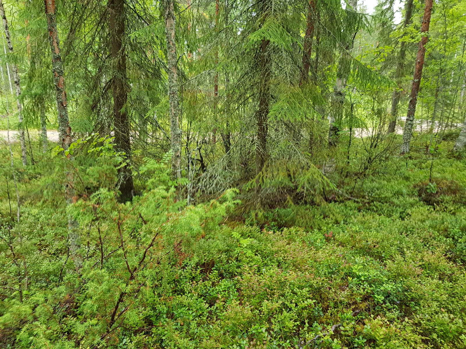 Havupuiden takana pilkottaa tontille johtava tie.