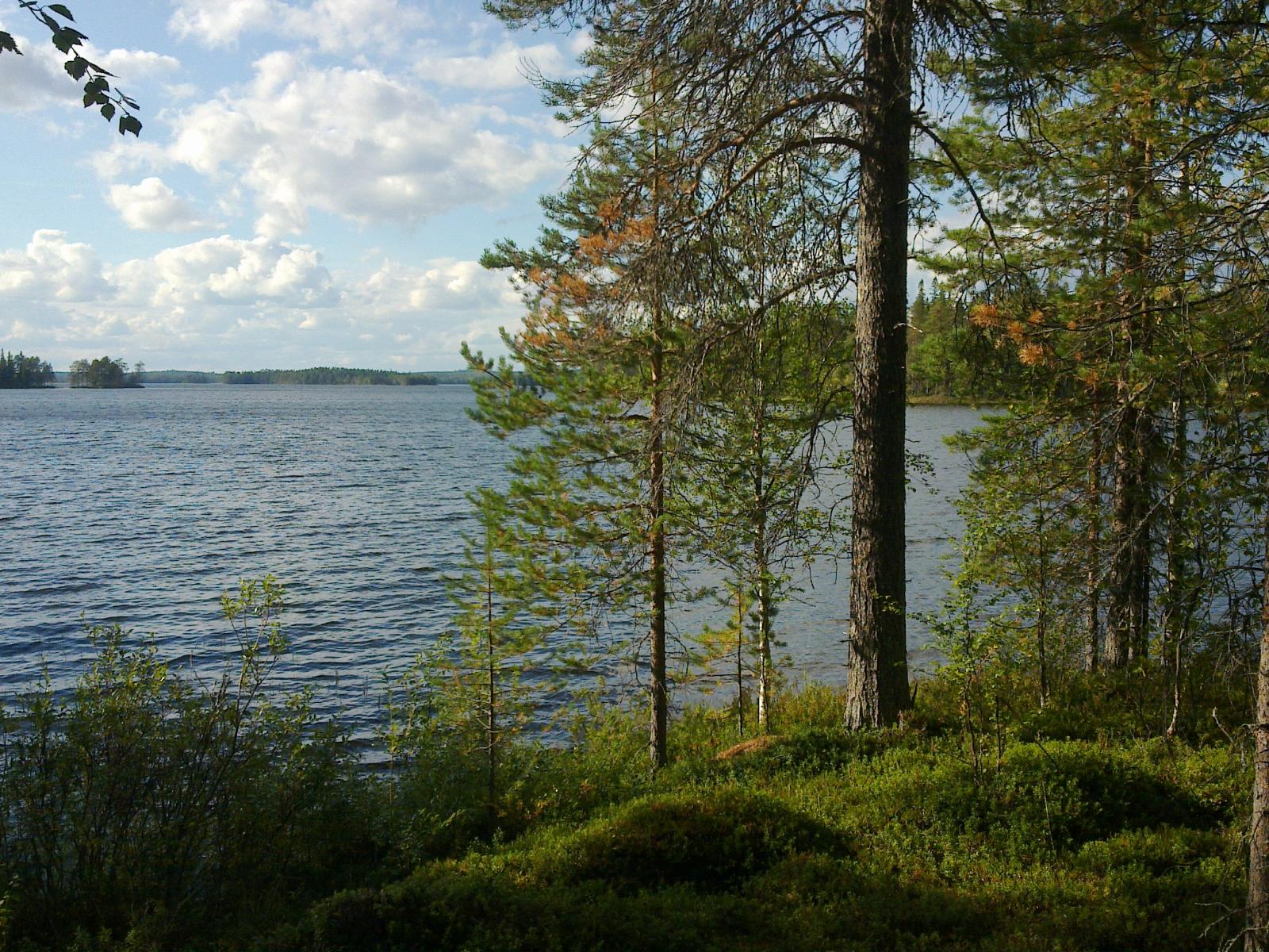 Tontin rannassa kasvavien mäntyjen takana avautuu laaja järvimaisema. Taivaalla on poutapilviä.