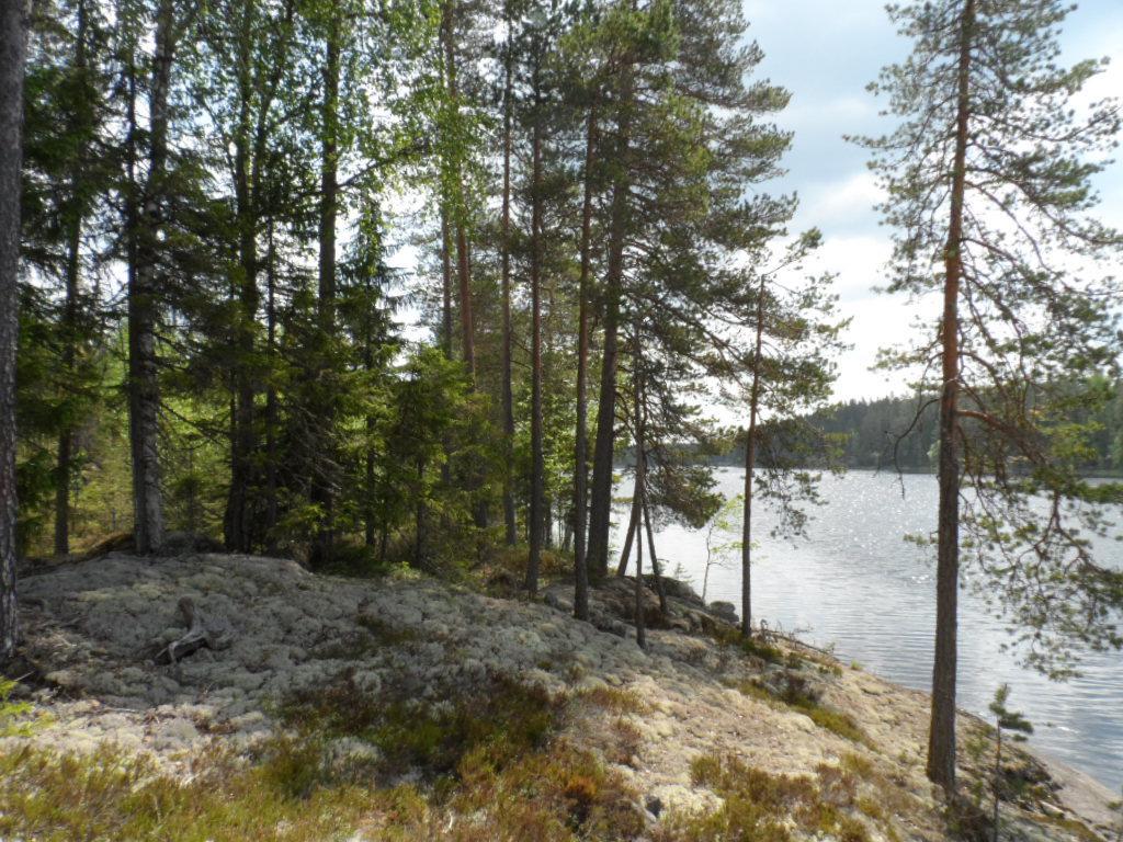 Jäkäläpeitteisellä rantakalliolla kasvavien puiden takana aukeaa kesäinen järvimaisema.