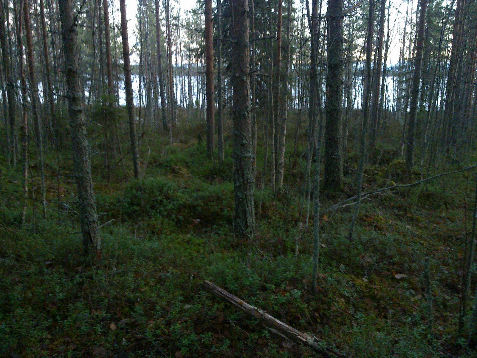 Tiheäkasvuisessa metsässä kasvaa mäntyjä ja koivuja. Taustalla häämöttää järvi.