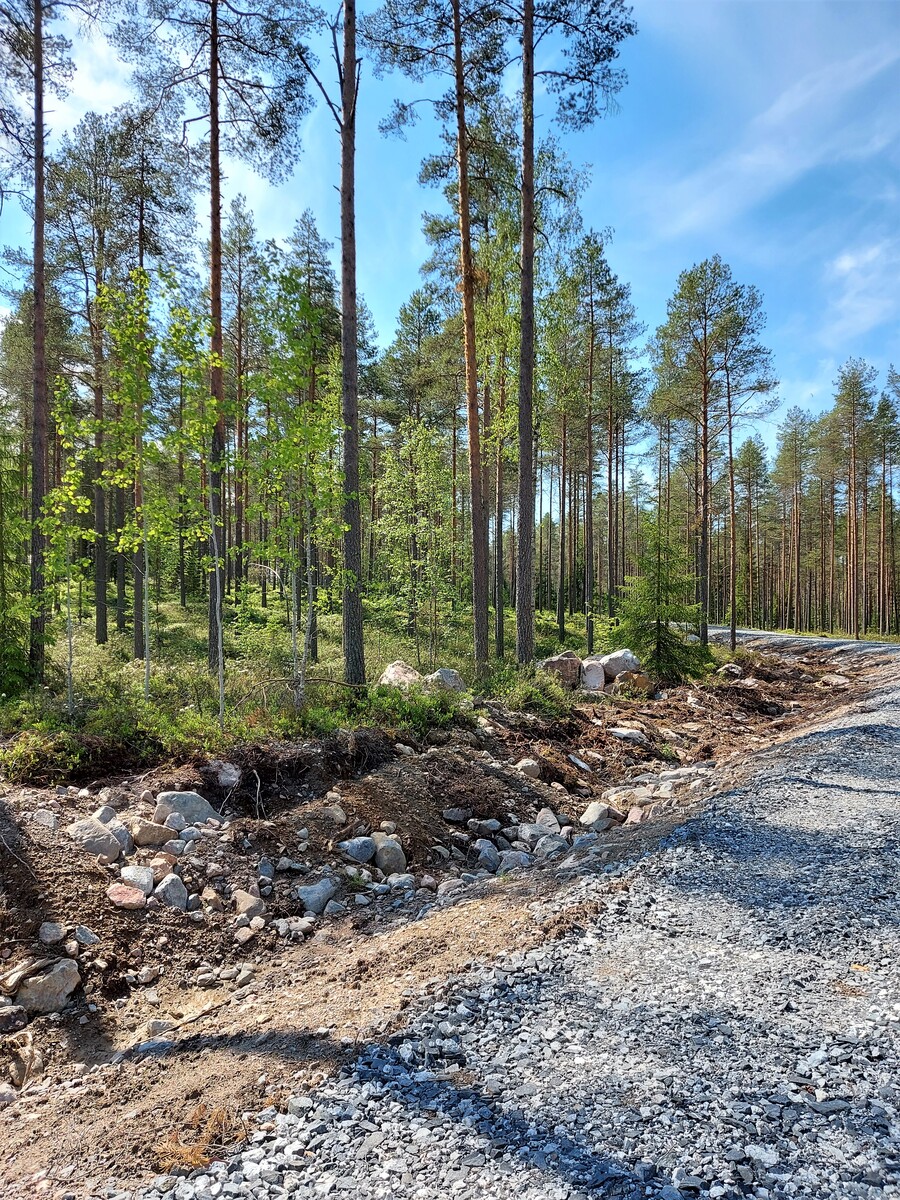 Tien vasemmalla puolen kangasmetsää ja tontti