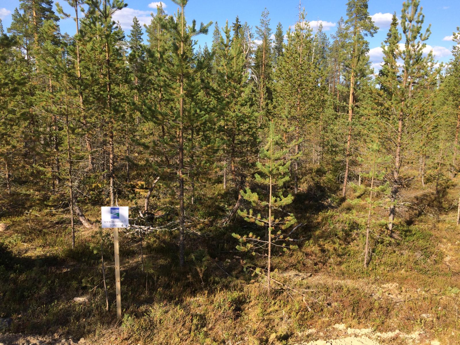 Tontin takaosassa mäntytaimikon edustalla on Laatumaan tonttikyltti.