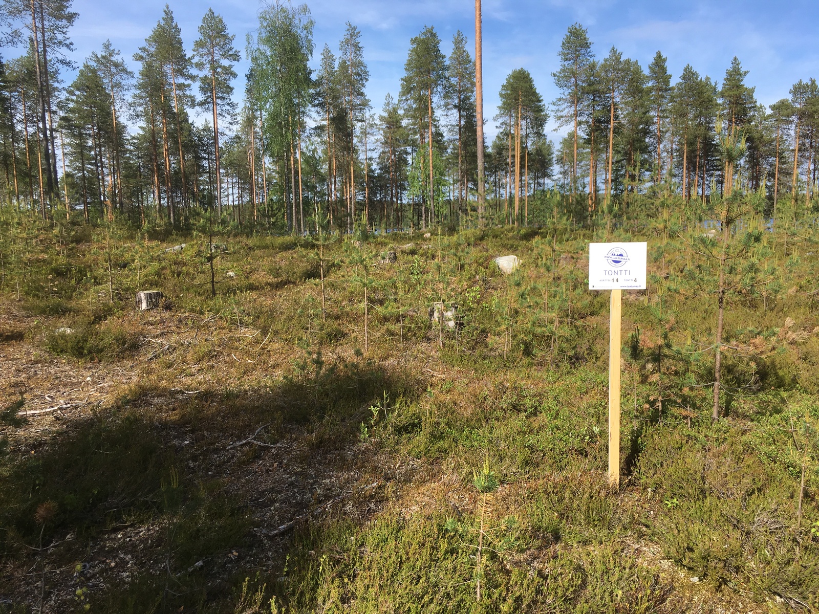 Tontin takaosan aukolla kasvaa männyn taimia ja niiden takana mäntymetsä. Etualalla tonttikyltti.