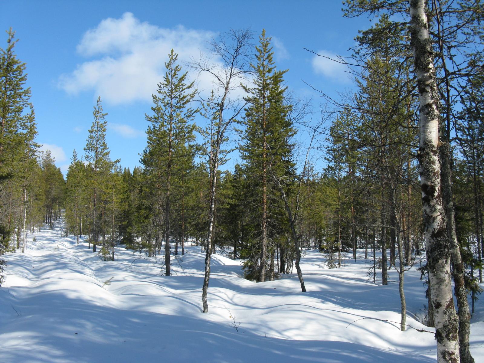 Palstan länsirajalla kasvaa mäntyvaltainen metsä. Etualalla on koivuja.