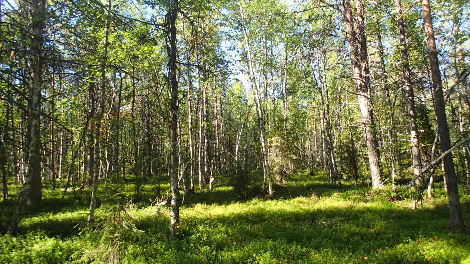 Kesäisessä sekametsässä kasvaa mäntyjä ja koivuja.