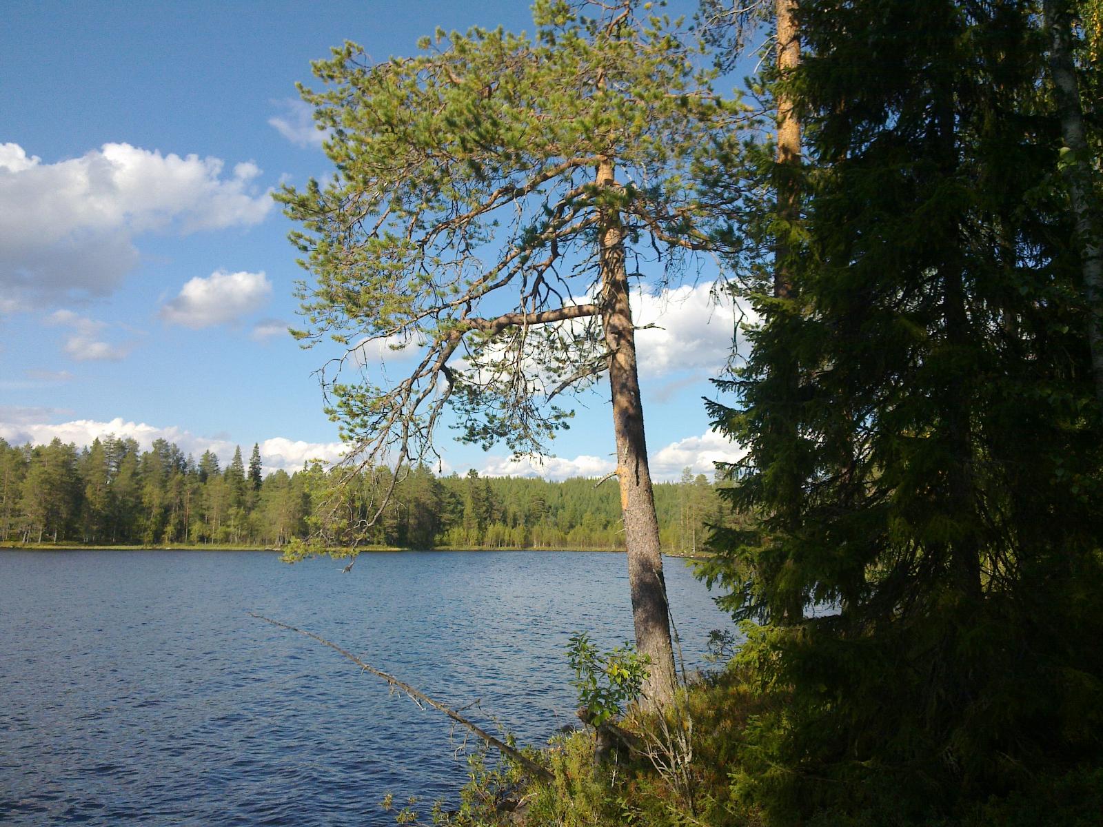 Tontin rannassa kasvavien mäntyjen ja kuusten vierestä avautuu kesäinen järvimaisema.