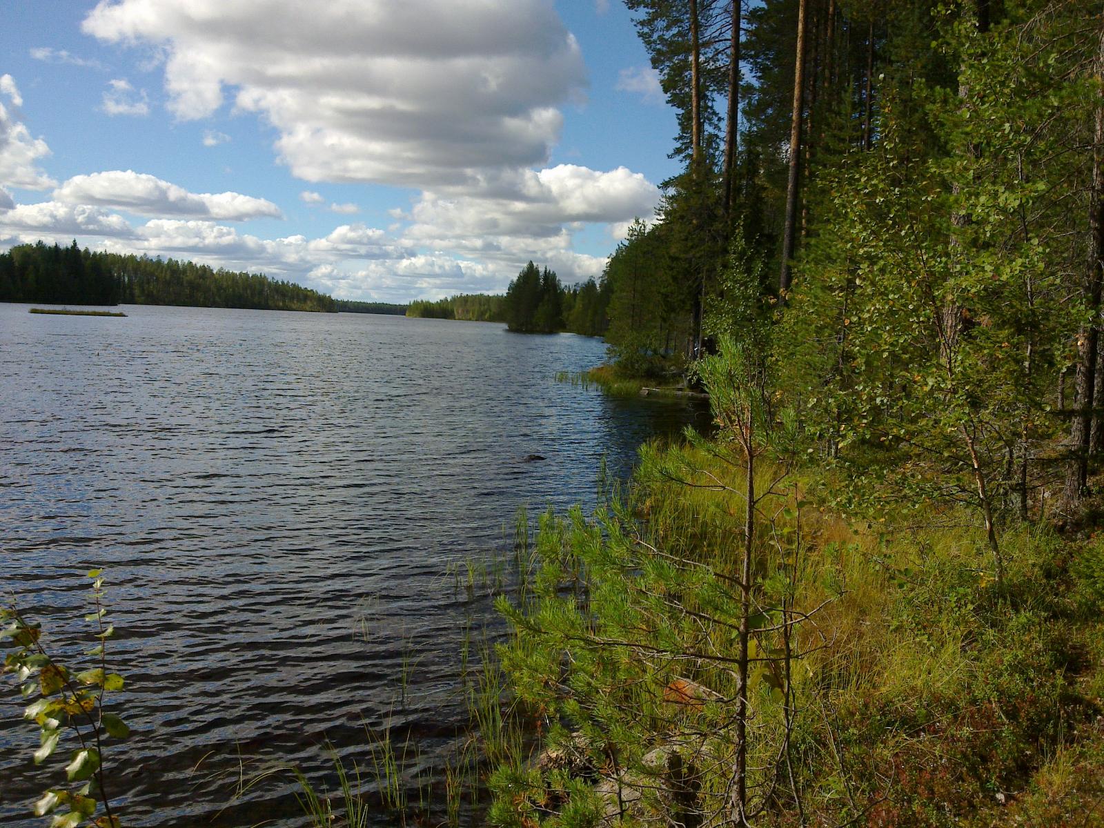 Mäntyvaltainen metsä reunustaa järvimaisemaa. Etuoikealla on lehtipuita ja taivaalla poutapilviä.