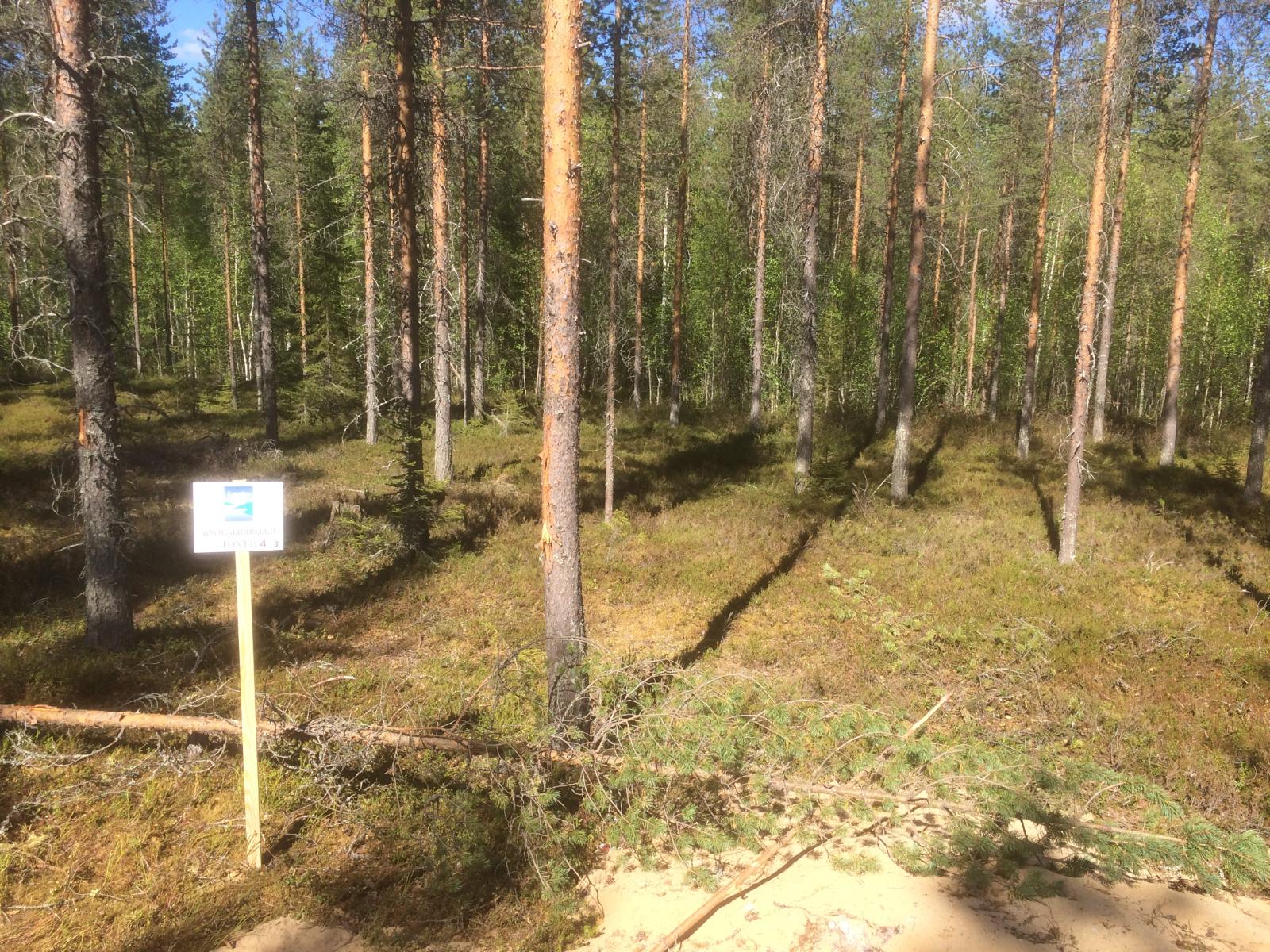 Mäntyvaltaisen metsän edustalla on Laatumaan tonttikyltti. Taka-alalla on sekametsä.