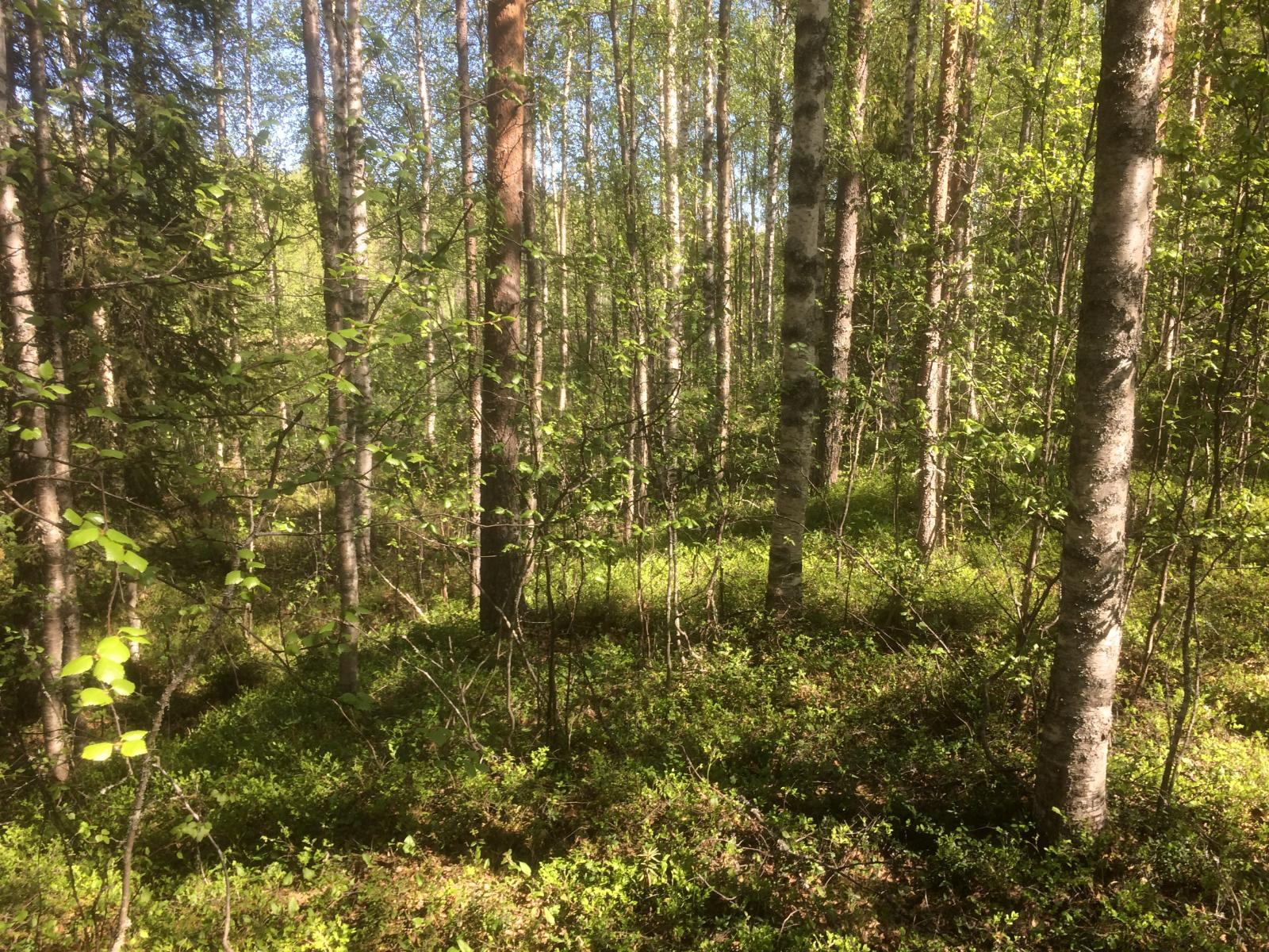 Kesäisessä metsässä kasvaa koivuja ja kuusia.