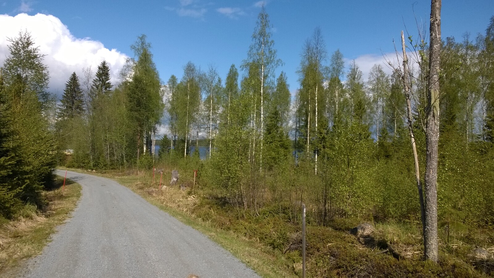 Tie kulkee koivuvaltaisen metsän halki. Puiden takana siintää järvi.