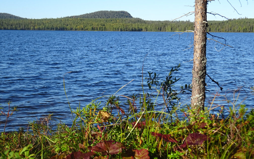 Kuva järven rannasta. Vastarannalla näkyy iso mäki. Ihan rannassa on punaisia hillan lehtiä.