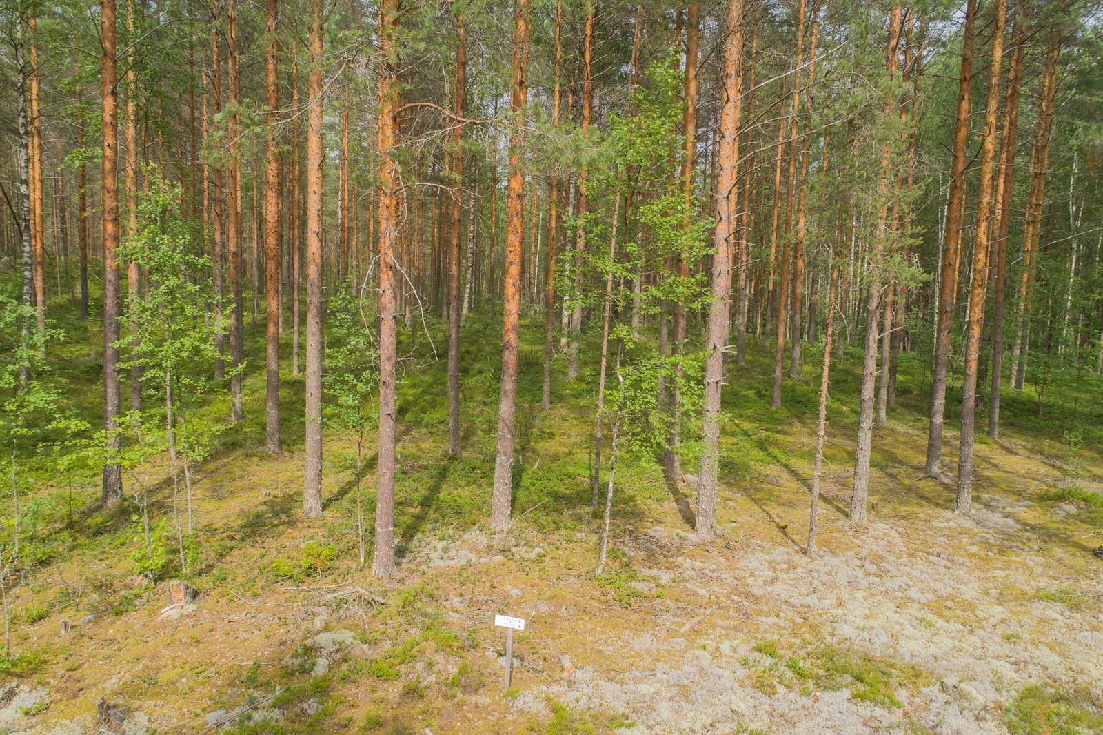 Aurinko paistaa valoisalle mäntykankaalle.