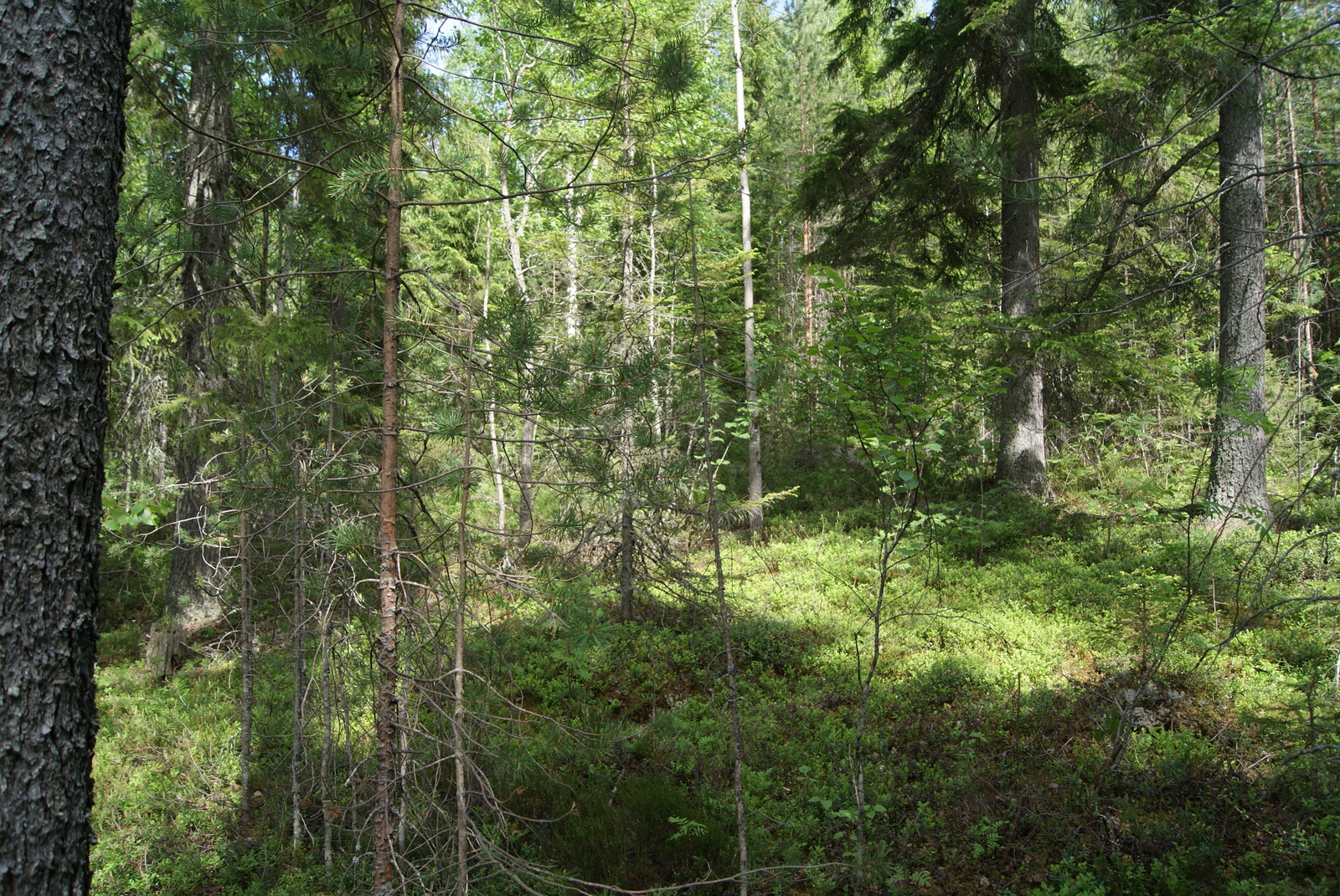 Aurinko paistaa vehreään sekametsään, jossa kasvaa paksurunkoisia kuusia.