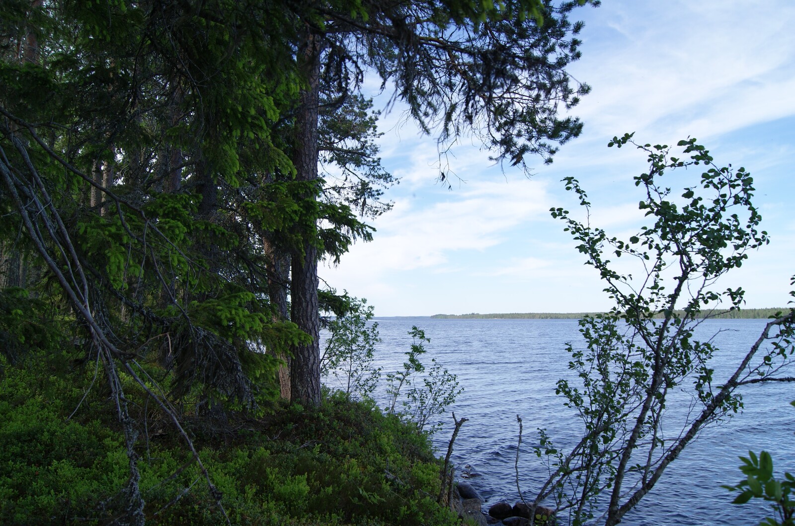 Rannalla kasvavien kuusten, mäntyjen ja lehtipuiden vierestä avautuu kesäinen järvimaisema.